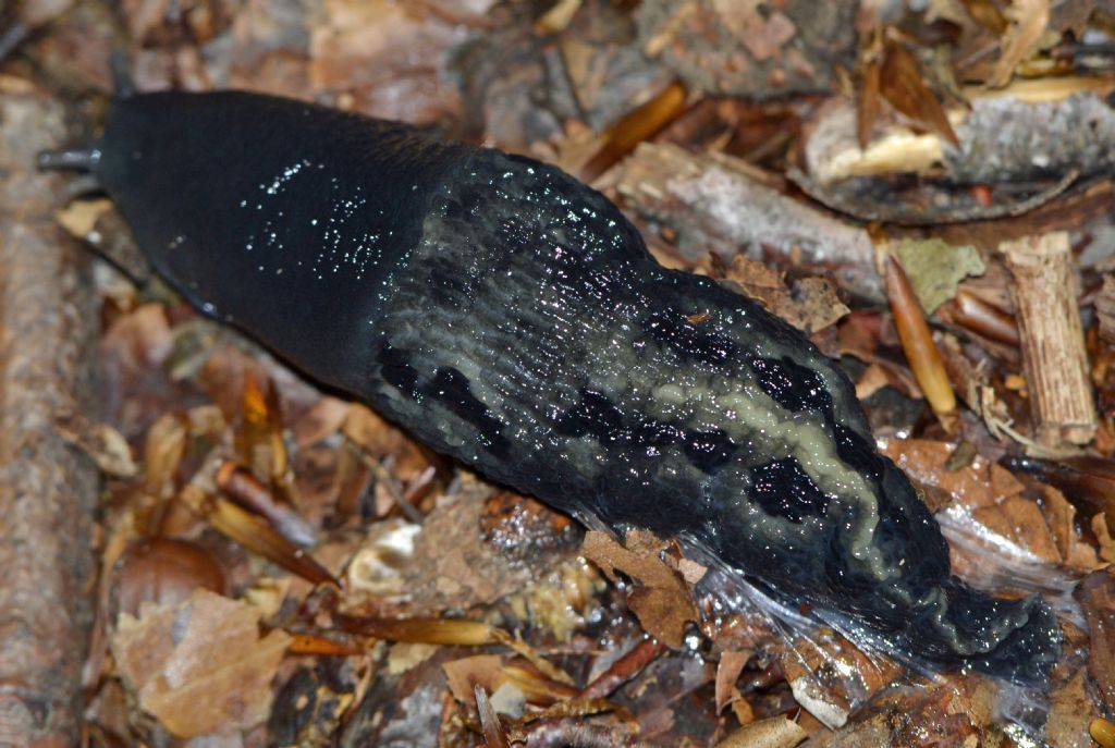 Limax cinereoniger da Forgaria  Monte Prat (UD)